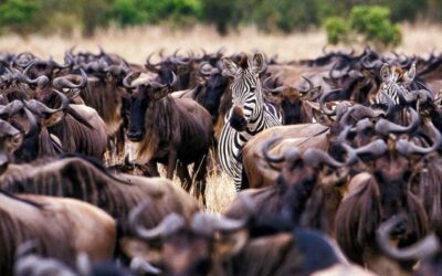 Best Time to Visit Tanzania