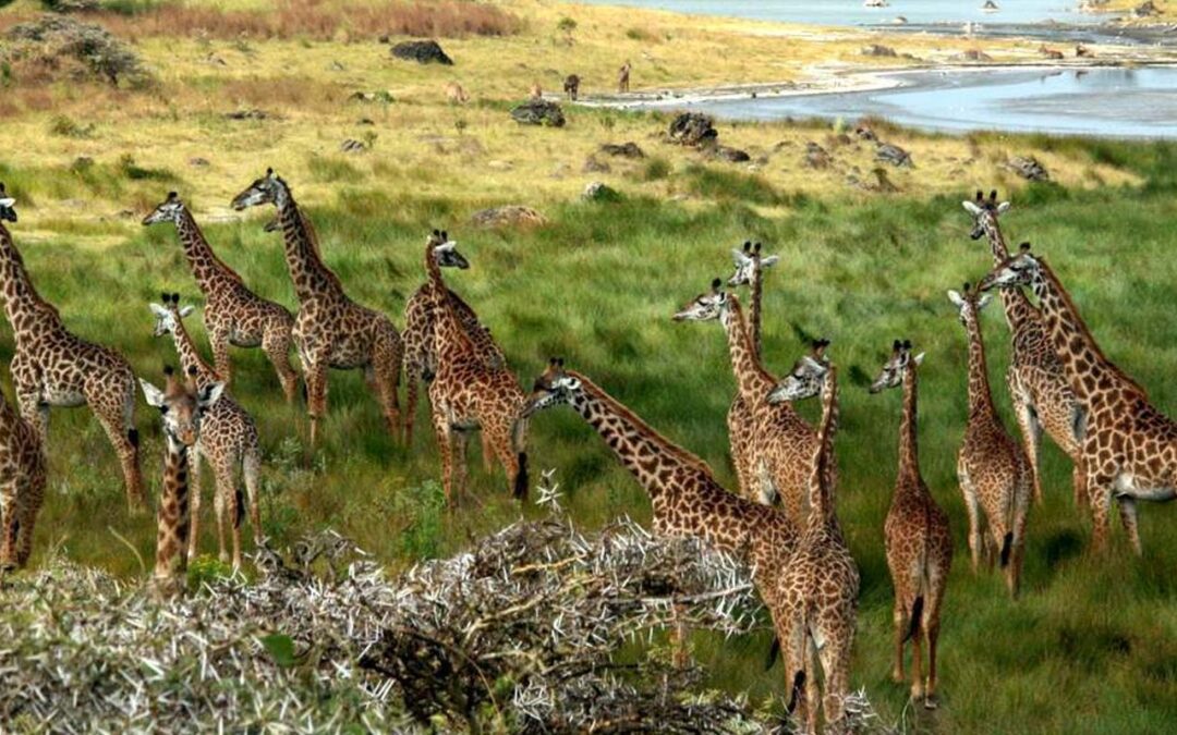 Walking safari in Arusha national park