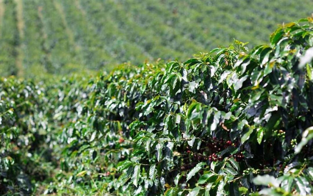 Coffee tour