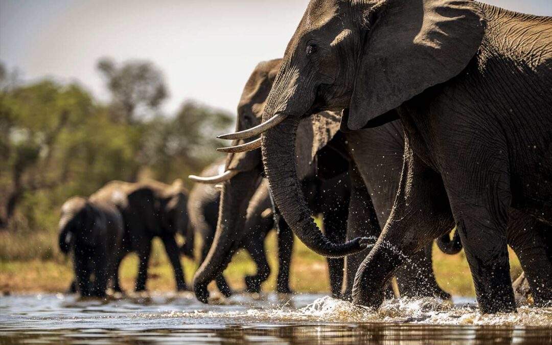 tanzania-safari